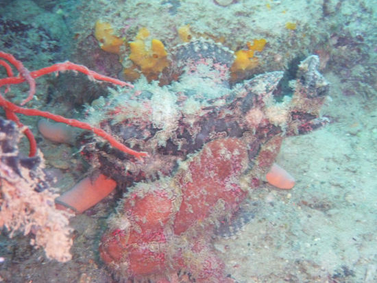 Frogfish 1 und 2 in trauter Harmonie...