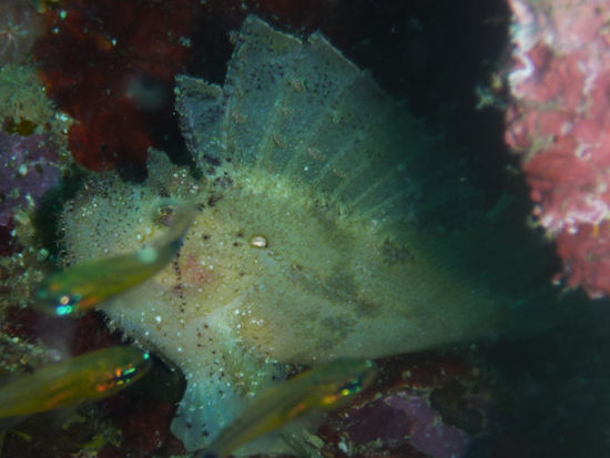 Schaukelfisch