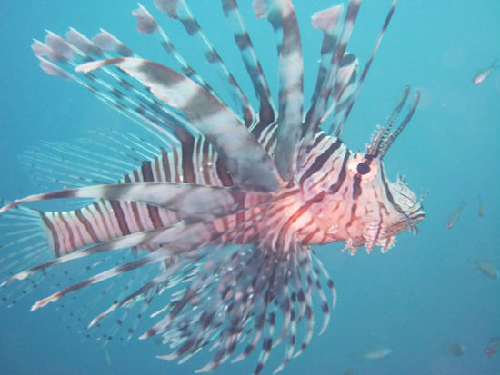 Feuerfisch