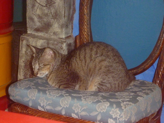 ...und Stiffy, der Kater.