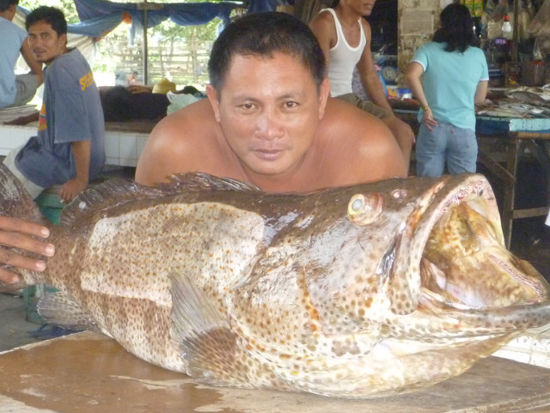 Am Wochenmarkt in Sipalay gibts Fisch in frischer...