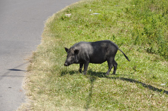 ... hier das Schweinderl nochmals im Großformat.