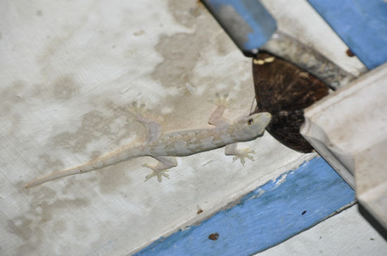 ... die Geckos verschlingen Falter die größer sind als sie selbst...