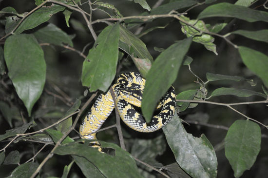 Kann da mal wer nachlesen: Das ist eine Moonsnake (super giftig!), die angeblich eine ganze Mondphase lang am gleichen Platz bleibt, von einem Vogel gefüttert wird und von diesem dann nach 1 Monat auf einen neuen Platz getragen wird, dort wieder eine Mondphase bleibt, etc. ?!