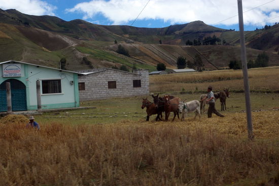 Getreideernte.......