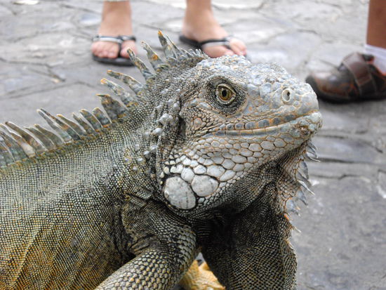 Iguana ....Riesenleguan mitten in der Stadt