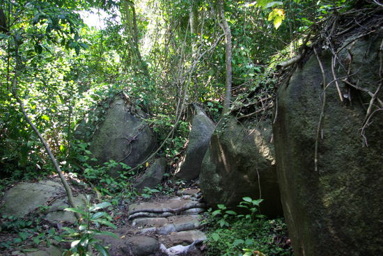 Dschungelpfad im Parque National de Tayrona