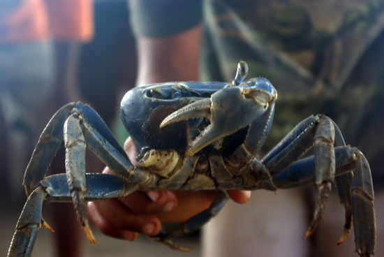 ...zeigen mir einen Krebs