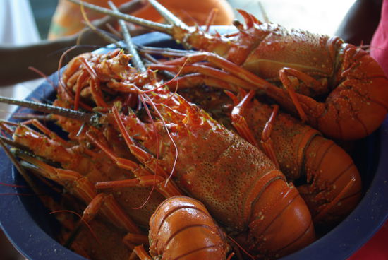 Frische Langusten zum Grillen