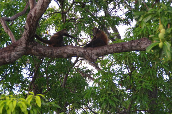 Monos in den Mangobäumen...