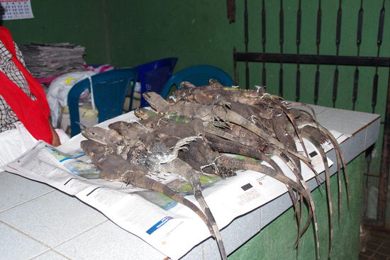 Lebendige Echsen....hier eine Spezialität zum Essen