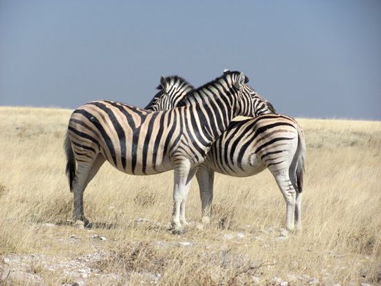 "Love by Zebra"