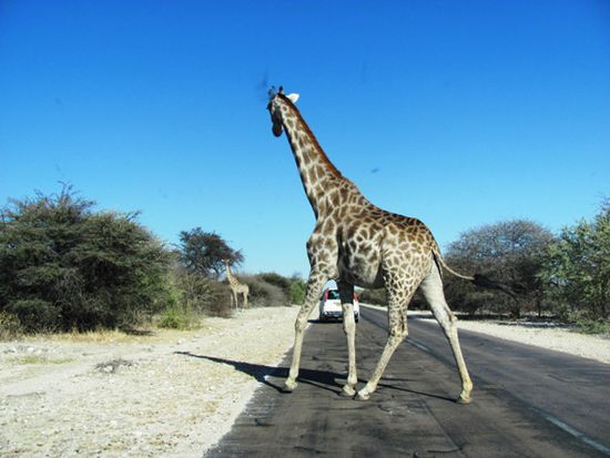 Hilfe - Giraffen kreuzen! Im Etosha Nationalpark!