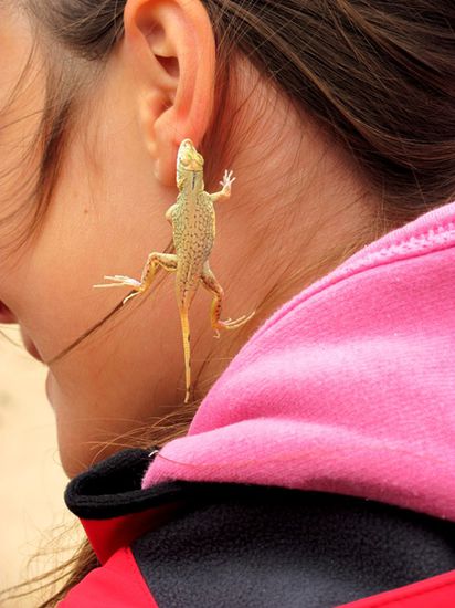 Lebender Ohrschmuck - ein kleiner Salamander!