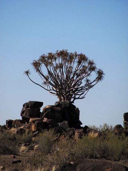 Der 'Quivertree' oder Köcherbaum, ebenfalls ein Überbleibsel aus grauer Vorzeit und nur hier in Namibia beheimatet