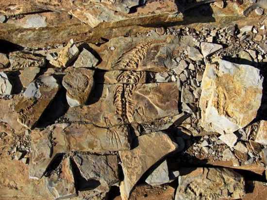 Der 'Mesosaurus' - Versteinerungen einer kleinen Saurierart, die außer in Namibia nur noch an der Ostküste von Brasilien vorkomme! Ein Beweis für die Theorie des Urkontinents 'Gondwana'?