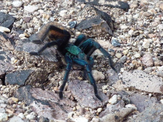Meine erste Vogelspinne in freier Wildbahn...die is einfach so über die Strasse gekrabbelt! Meinen ersten Kolibri hab ich an dem Tag auch gesehen. Der war aber zu weit weg für ein Foto 