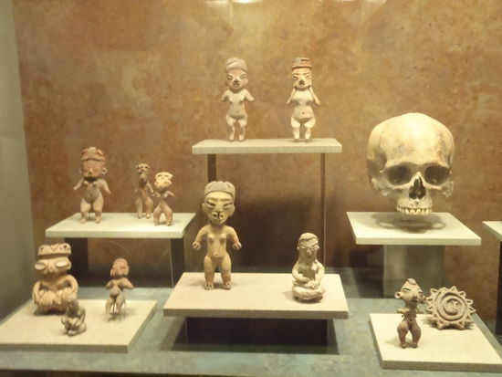 Exponate im Anthropologie Musum