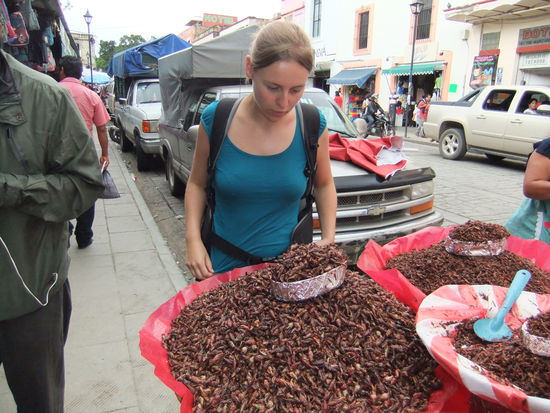 Mhhh... lecker: frittierte Heuschrecken! Na Katrin, Hunger?