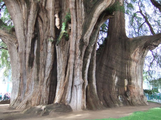El Arbol del Tule...wohl der Baum mit dem dicksten Stamm der Welt! Ich glaube er hat einen Durchmesser von 11 Metern...