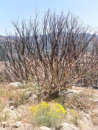 Zwischendurch waren riesige Flächen verbrannt. Aber wie man sieht findet das Leben immer wieder seinen Weg zurück!