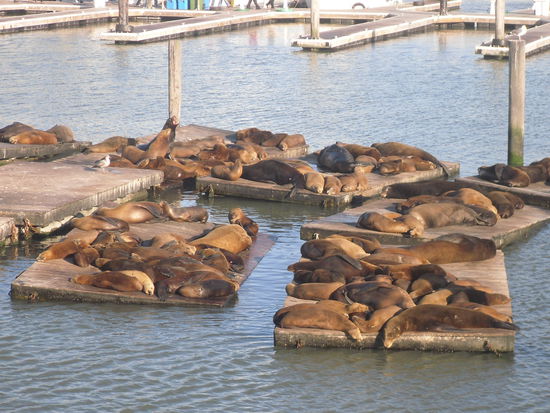 Seelöwenkolonie direkt am Hafen...das stinkt ganz schön 