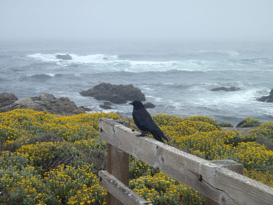 Wind, Wellen, Möwen schreien und Seelöwen heulen...das kann ein Bild leider nicht rüberbringen. Die Stimmung war aber sehr faszinierend!