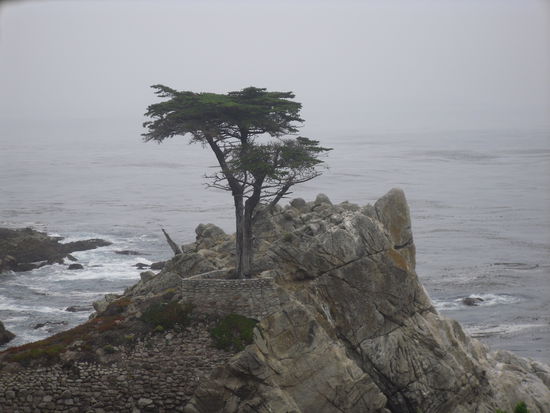 The Lone Cypress - die steht da wohl schon seit über 250 Jahren. Beeindruckend wie sie sich gegen Wind und Wetter behauptet!