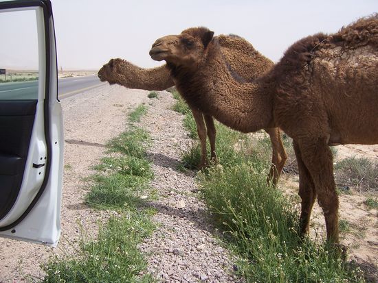 Mit den Kamelen hat man schnell Freundschaft geschlossen und ihr Hüter ließ es gutmütig zu.
