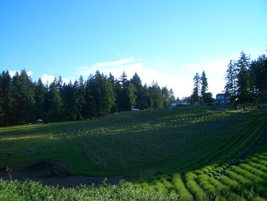 leider blueht der Lavendel noch nicht richtig, da es hier aussergewoehnlich kuehl war