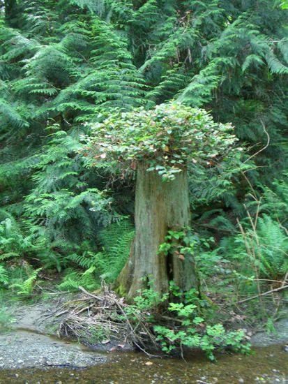 Ich glaub, ich habe einen Roemer entdeckt