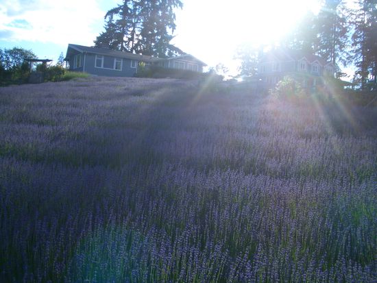 rechts das B&amp;B und links Alisons Haus