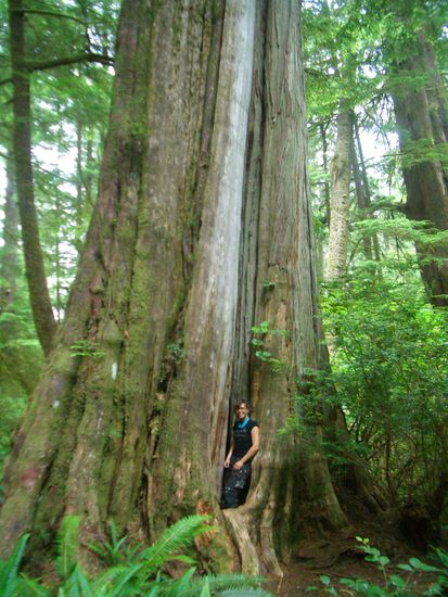 Riesenbaum und kleine Isabel
