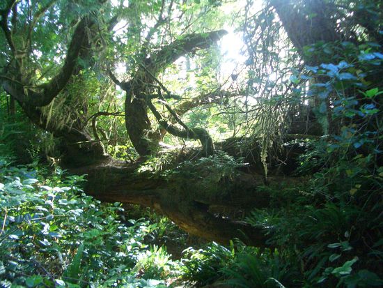 Welch wunderbare Formen