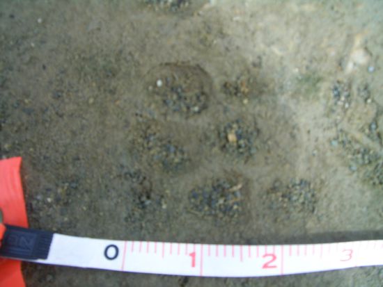 Cougar oder Wolfspuren