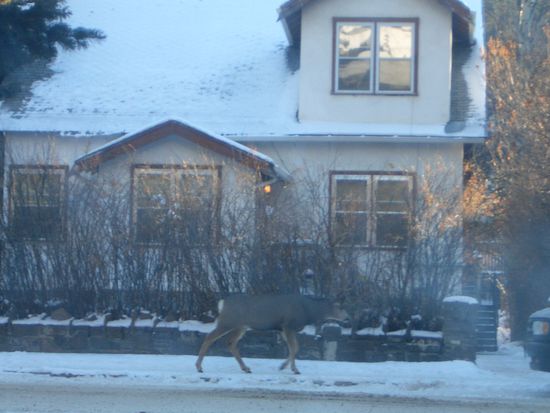 Heute morgen ist ein Elch auf der Strassenseite gegenueber meines Zimmer vorbeispaziert