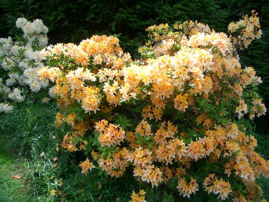 Ueberall blueht und spriesst es