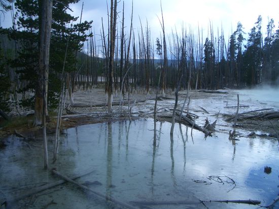 Das Schwefel im Wasser sorgt für die weißen Socken der Bäume