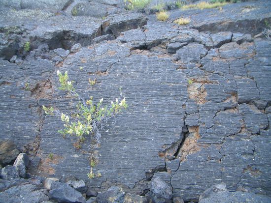 Die Natur findet überall ihren Weg