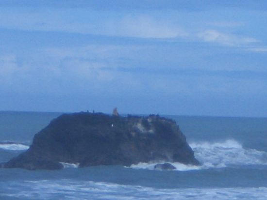 Seeloewen und Seehunde, wie immer faul in der Sonne liegend