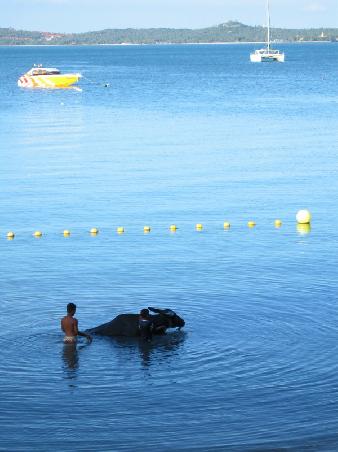 Bueffel badet im Meer (Bo Phut)