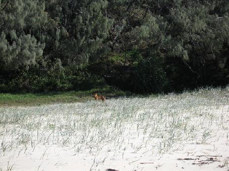 Dingo auf Fraser Island