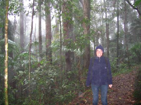 Regenwald, Eungella Nationalpark, Mackay