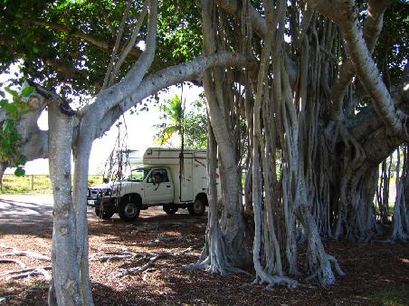 in Cardwell