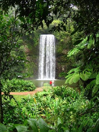 Wasserfall "Milaa Milaa" im Atherton Tableland