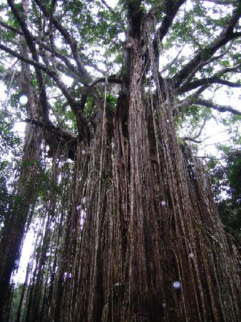 500 Jahre alter "Figtree", Atherton Tableland