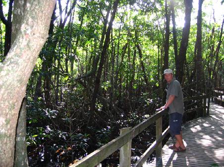 Mangrovenwald zwischen Strand und Ortschaft, Cape Tribulation