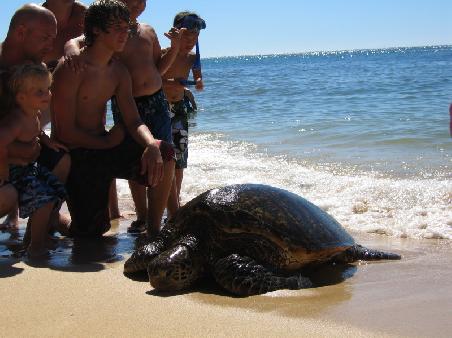 Turtle Beach, Ohao