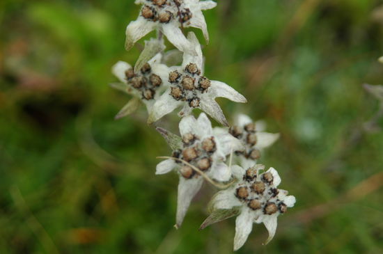 Give me an Edelweiss
