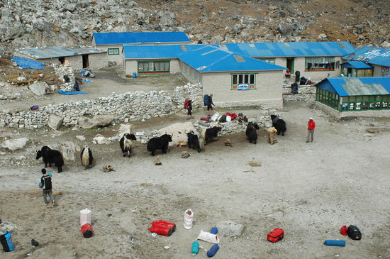 Die Yaks sind auch in Aufbruchs Stimmung